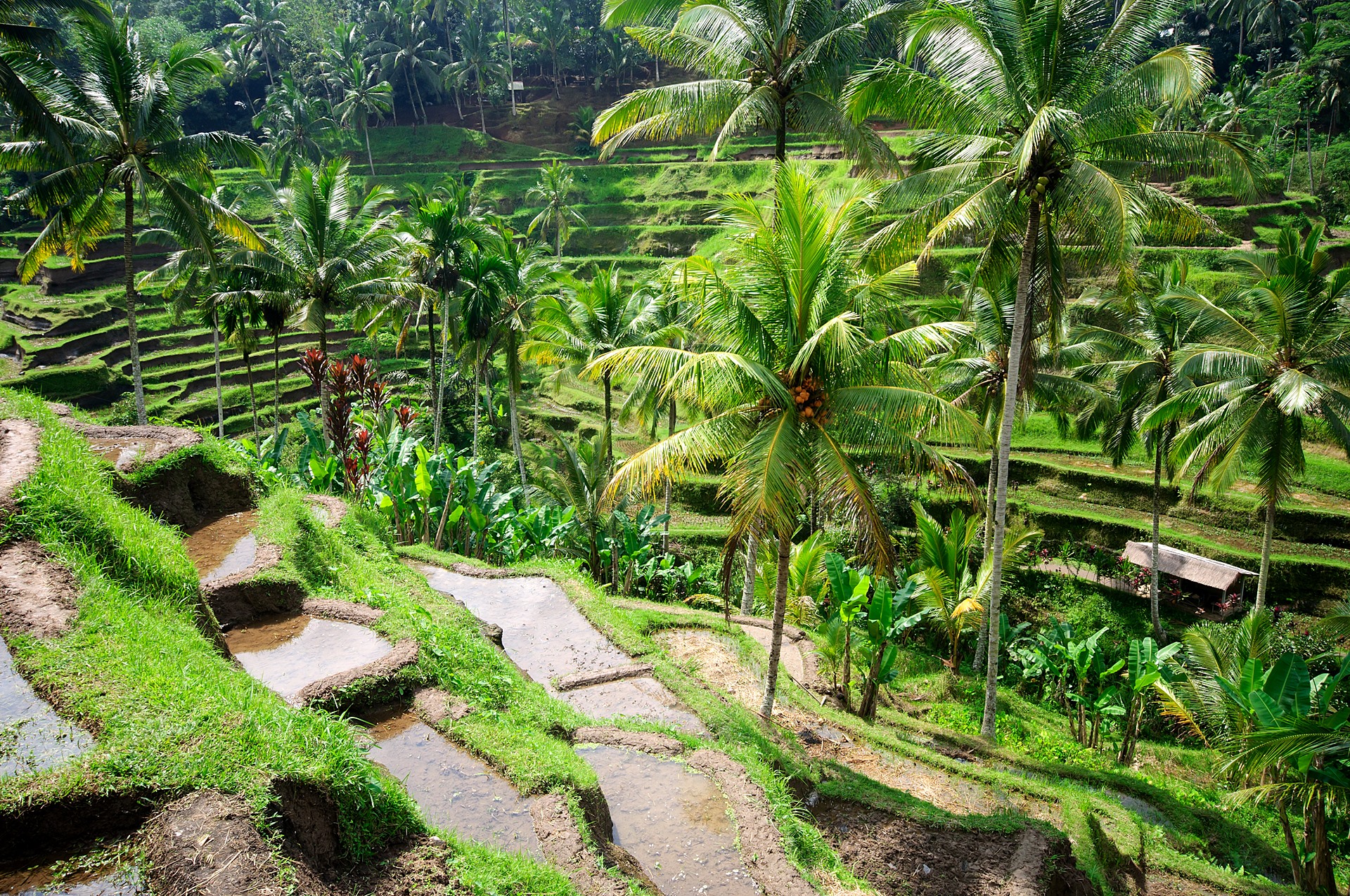 bali | LAT.40
