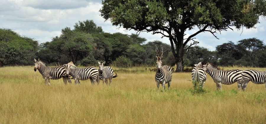Hwange | LAT.40