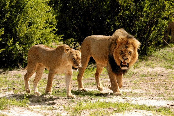 Hwange | LAT.40