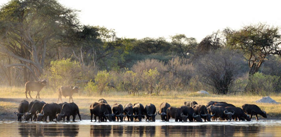 Hwange | LAT.40