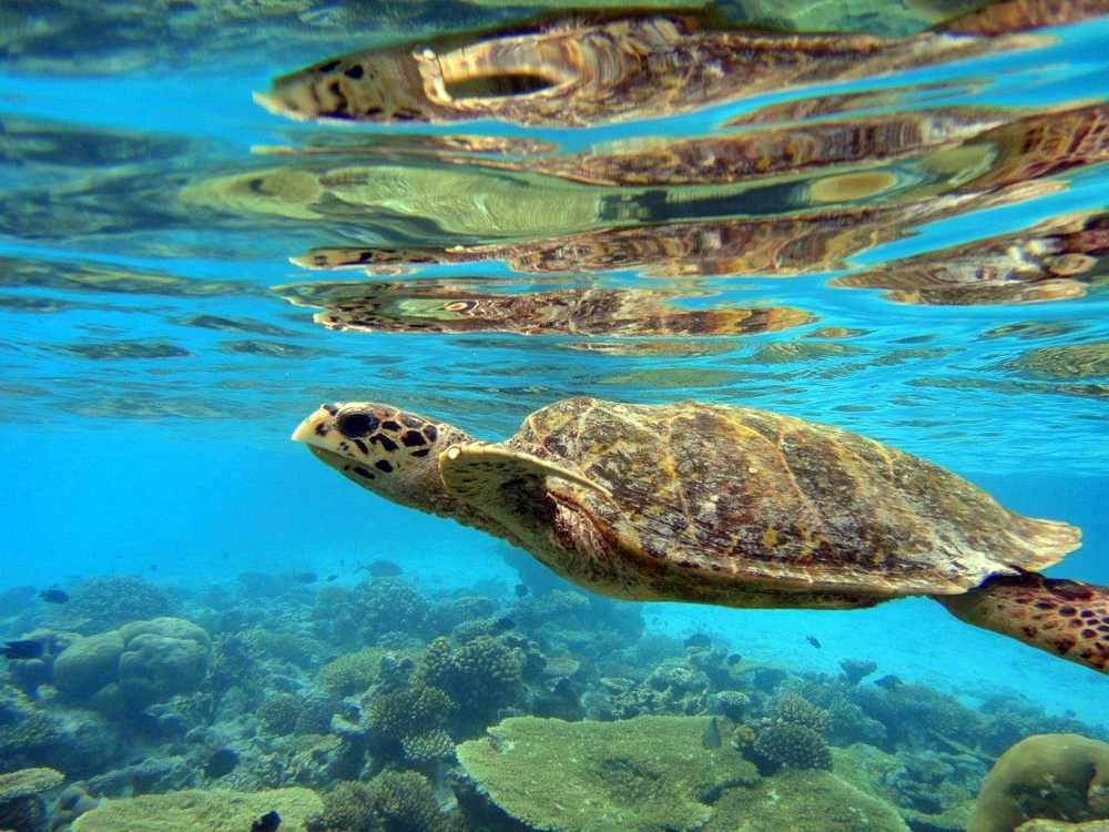 Baros Maldives en Maldivas