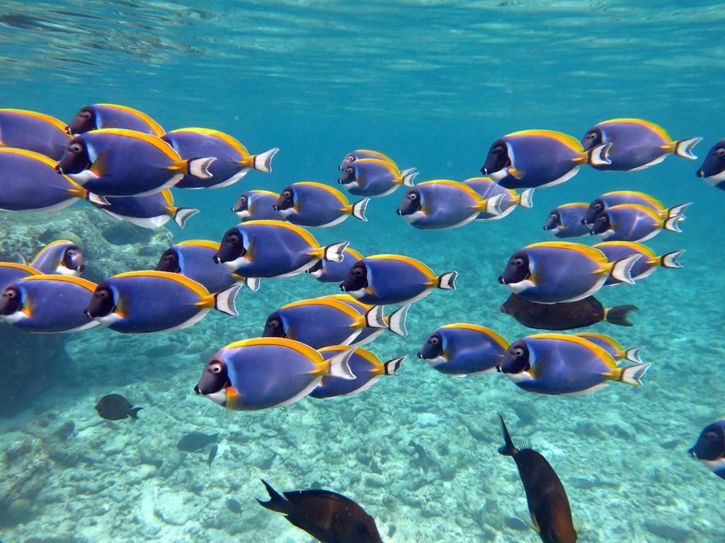 Four Seasons Maldives At Kuda Huraa en Maldivas