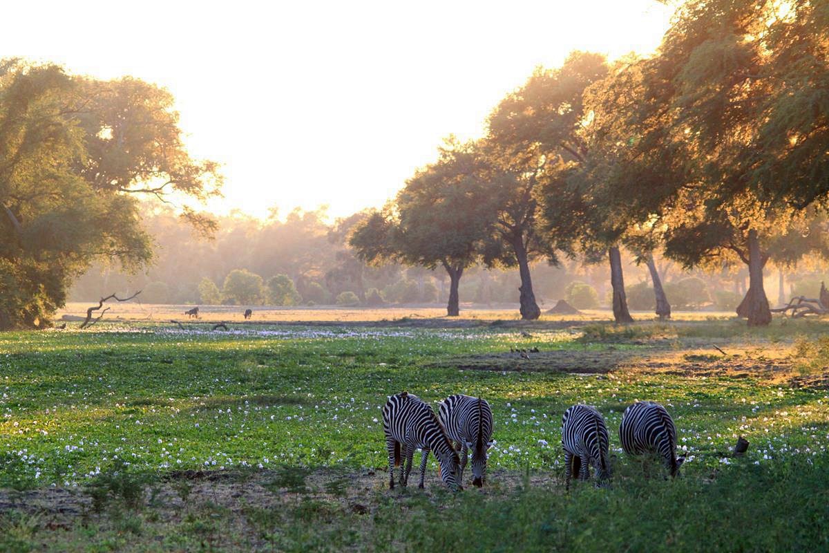 Mana Pools