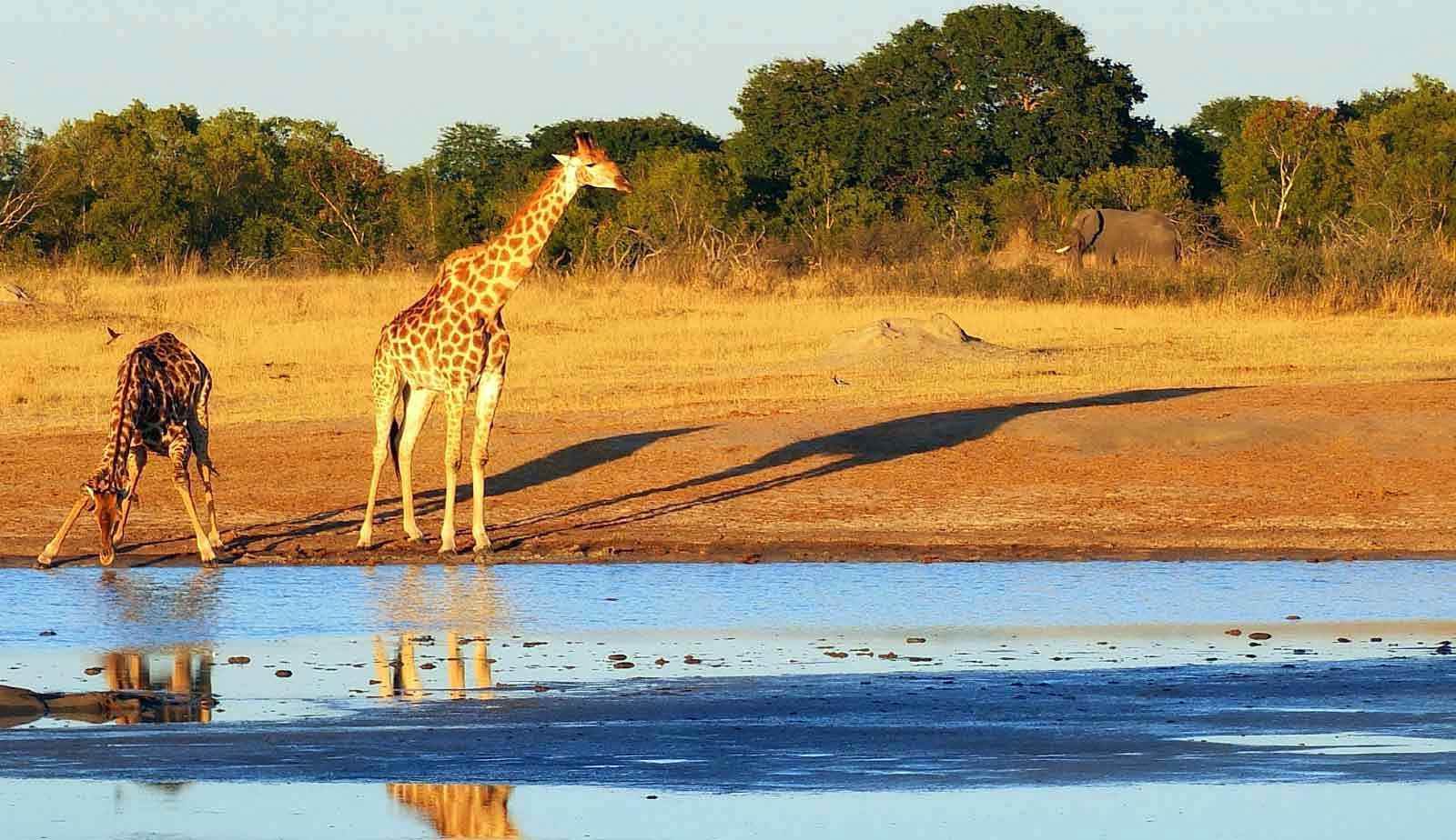 Mana Pools | LAT.40