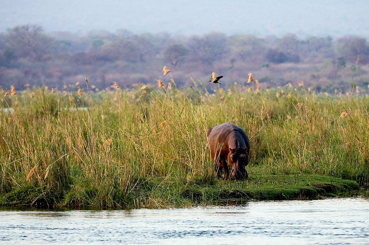Mana Pools