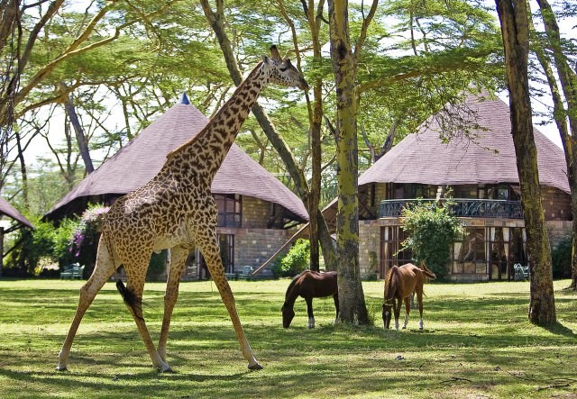 Naivasha | LAT.40