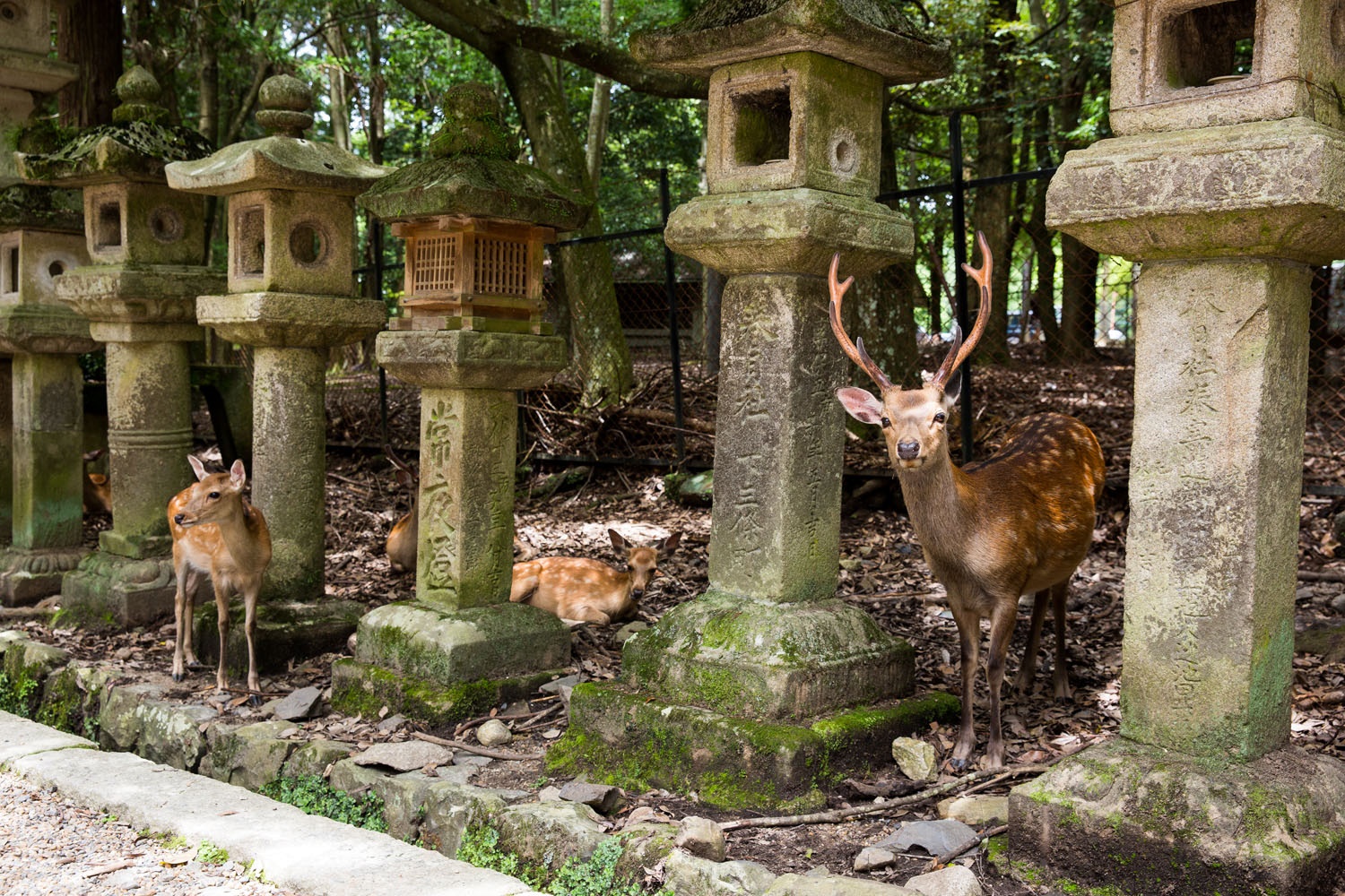 Nara | LAT.40