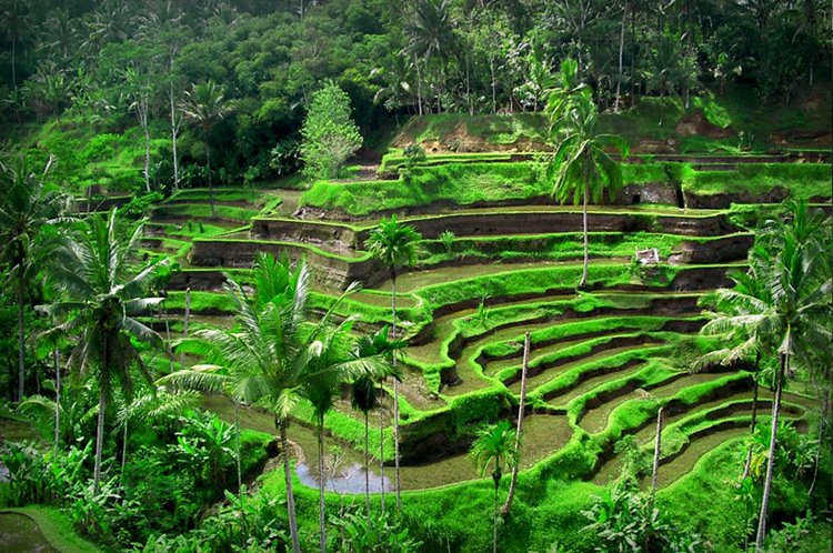 Ubud | LAT.40