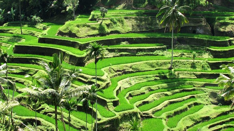 Ubud | LAT.40