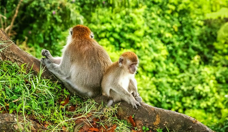 Ubud | LAT.40