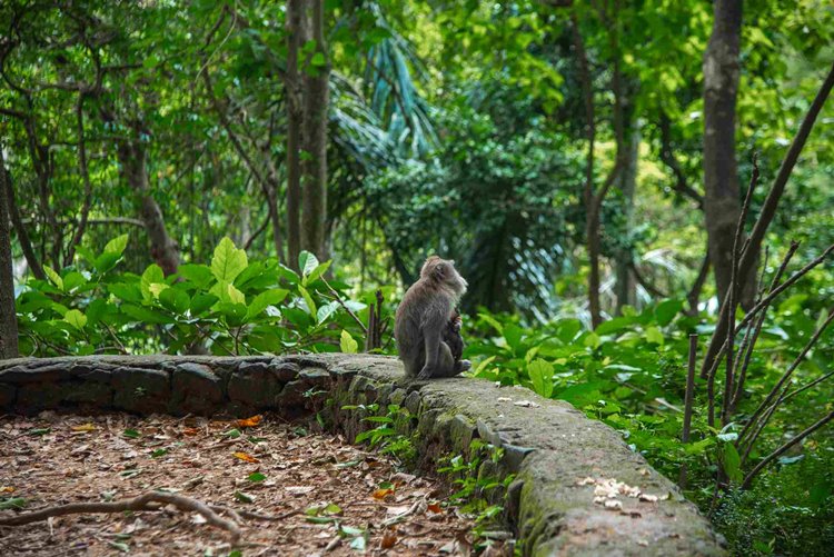 Ubud | LAT.40