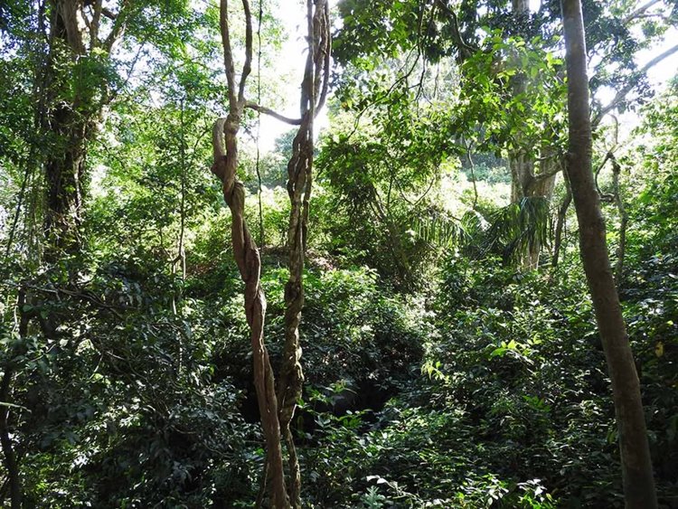 Ubud | LAT.40