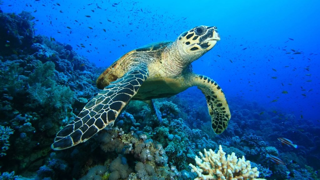 Kudadoo Maldives Private Island en Maldivas