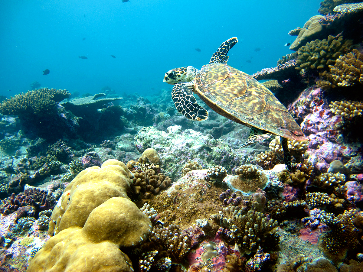 Park Hyatt Hadahaa en Maldivas