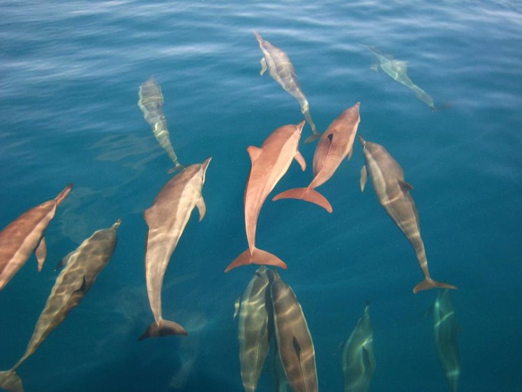 Park Hyatt Hadahaa en Maldivas