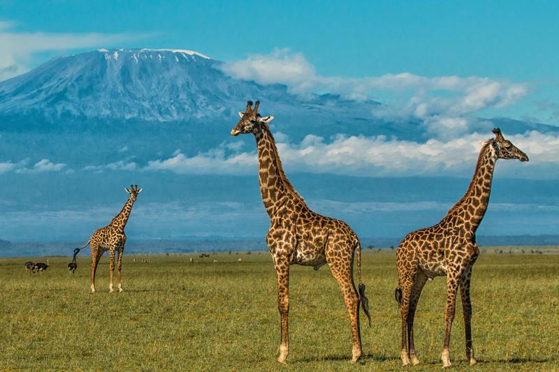 Elewana Tortilis Camp en Amboseli