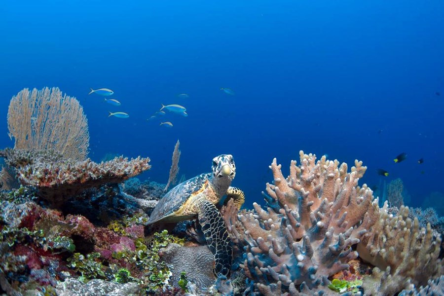 Six Senses Laamu en Maldivas