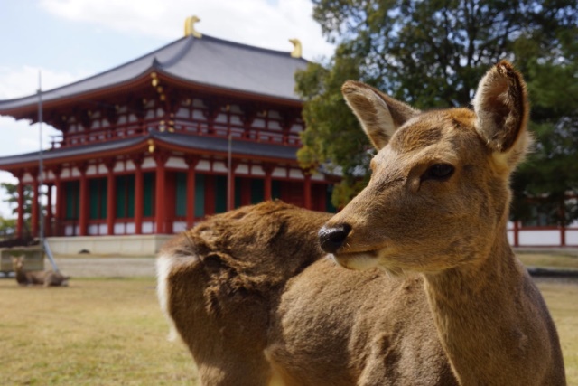 Nara | LAT.40