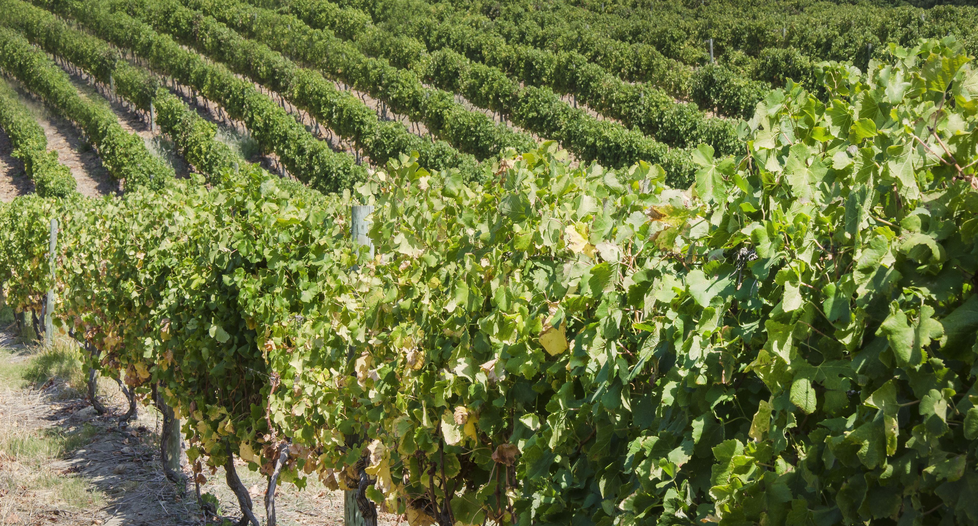 Mont Rochelle Hotel & Vineyard en Ciudad del Cabo