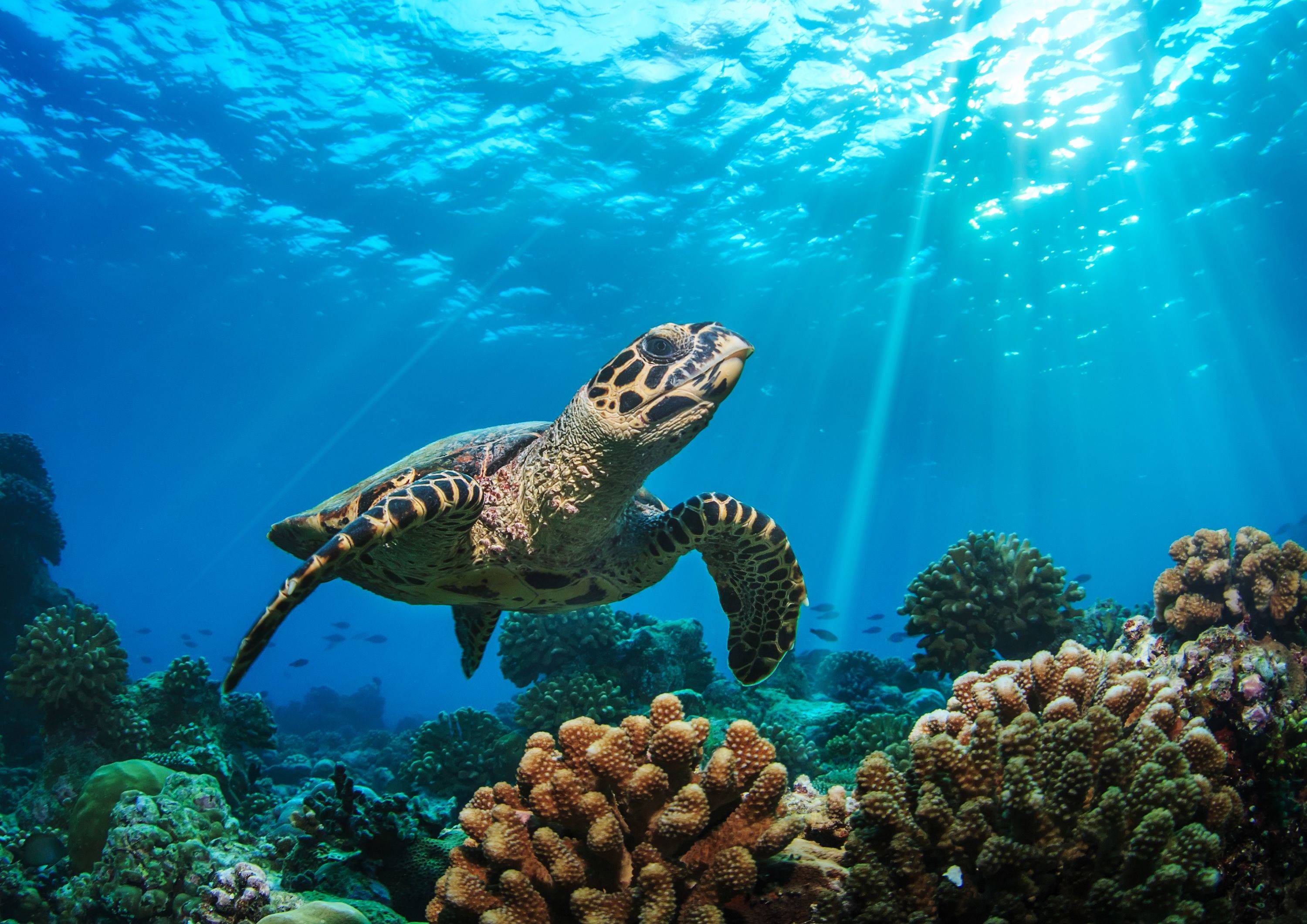 Baglioni Resort Maldives en Maldivas