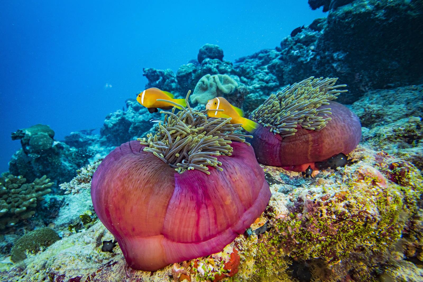 Mövenpick Resort Kuredhivaru Maldives en Maldivas
