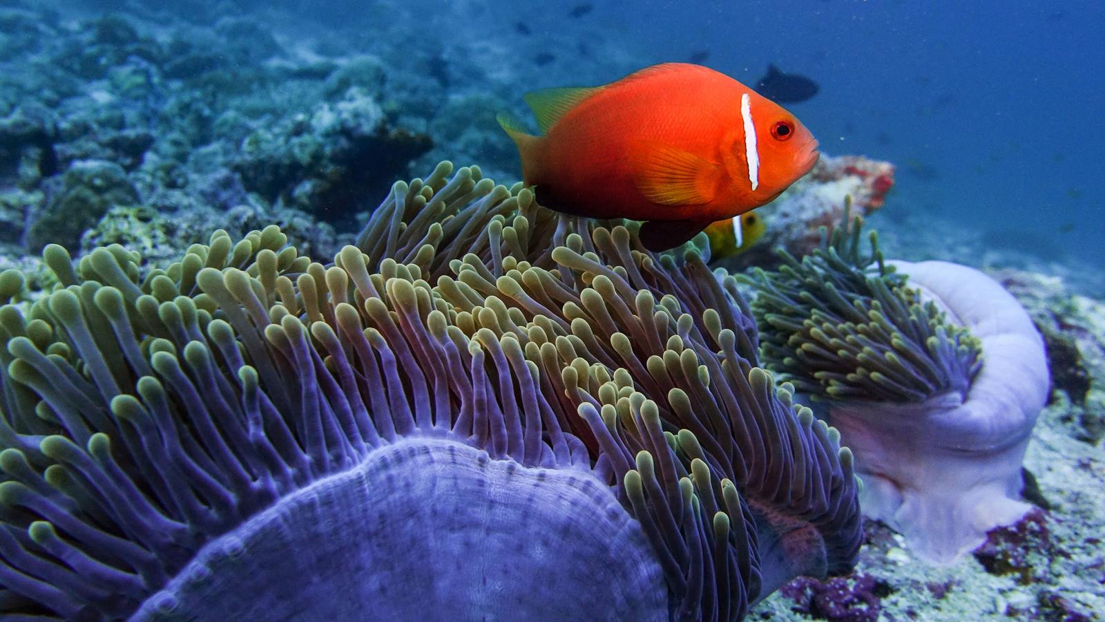 Mövenpick Resort Kuredhivaru Maldives en Maldivas