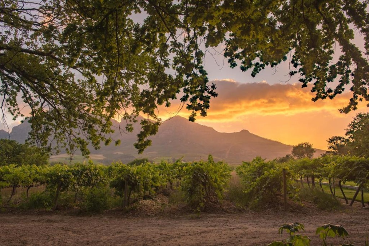 Vrede en Lust Wine Estate en Ciudad del Cabo