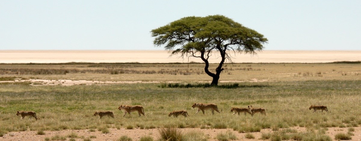 Etosha Parque Nacional 