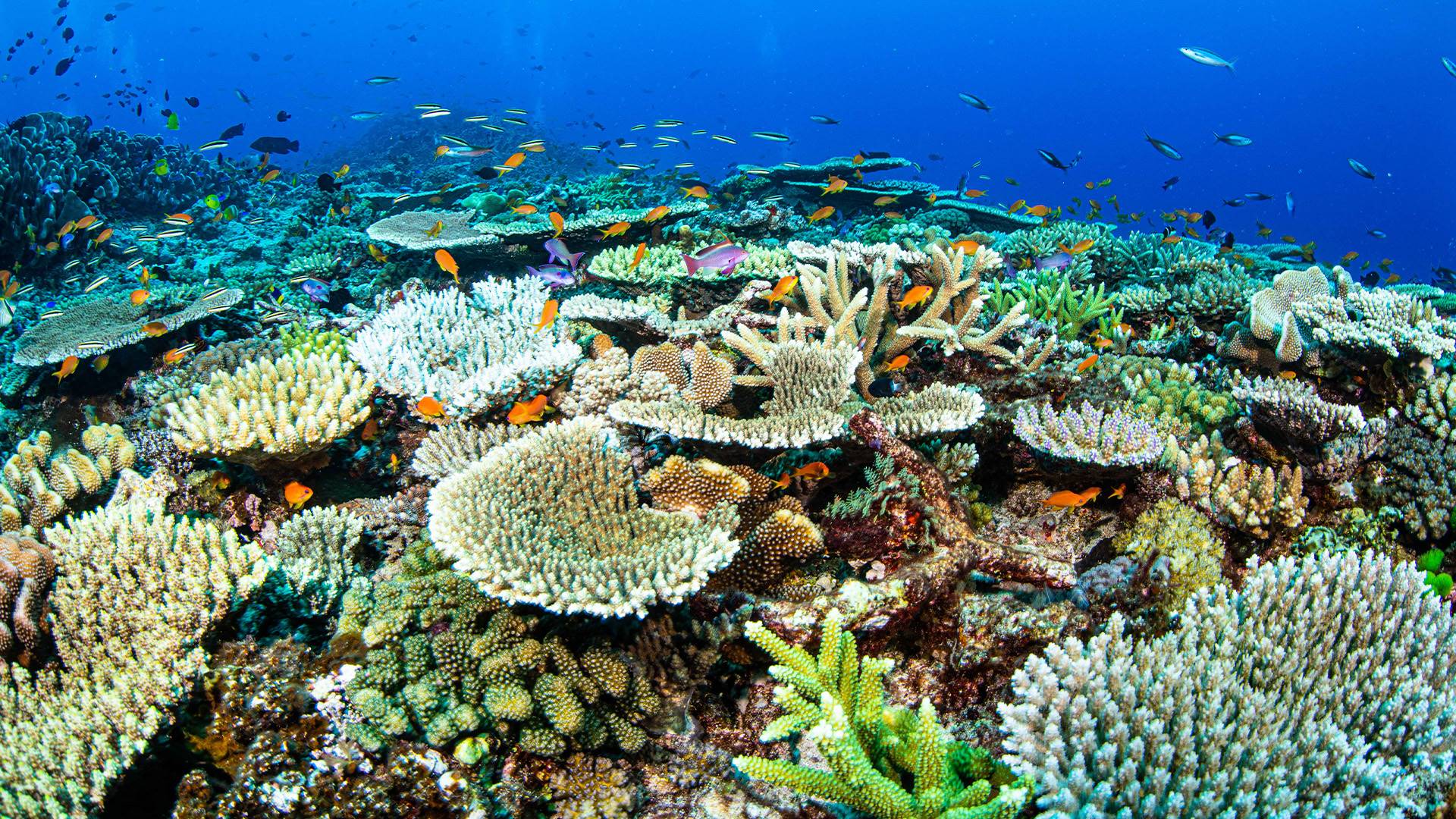 Experiencia de Buceo en Barco