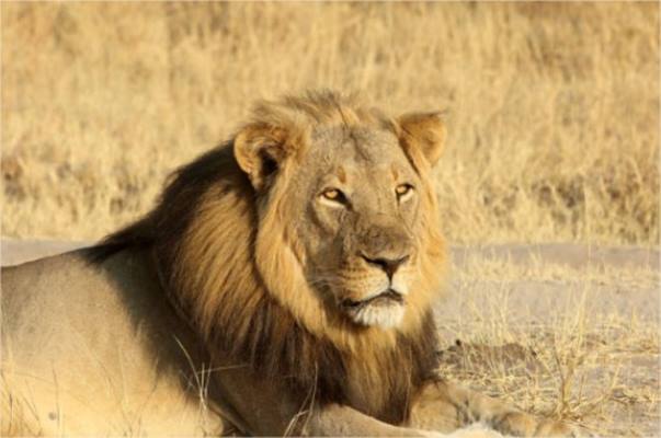 Somalisa Acacia Camp