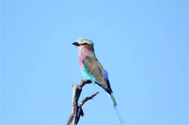 Somalisa Acacia Camp