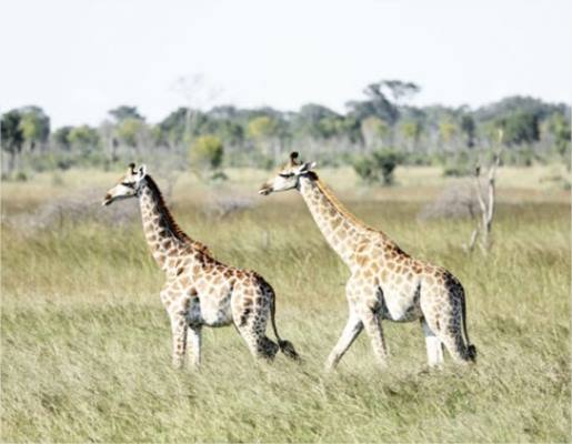 Somalisa Acacia Camp