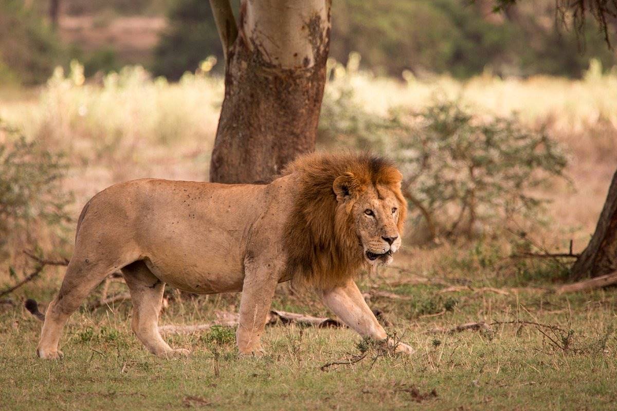 Solio Lodge en Laikipia 