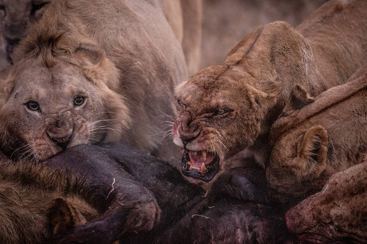 Solio Lodge en Laikipia 