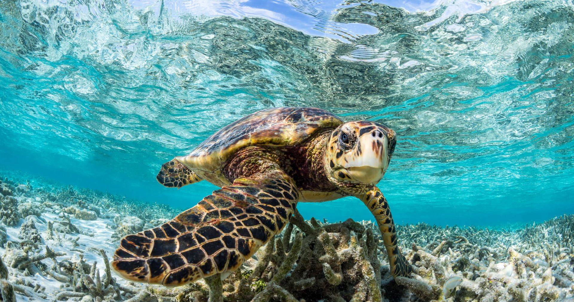 COMO Maalifushi en Maldivas