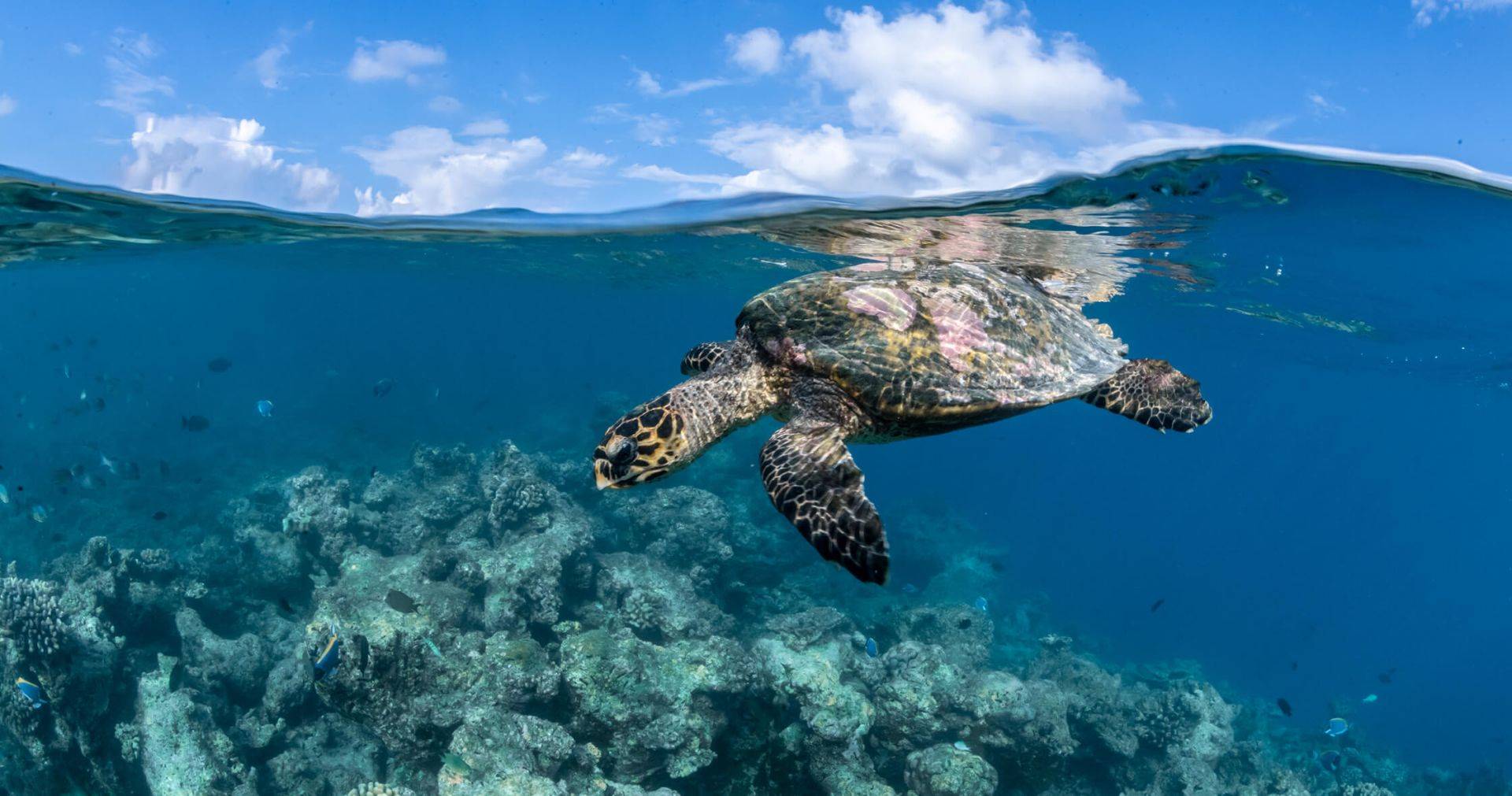 COMO Maalifushi en Maldivas