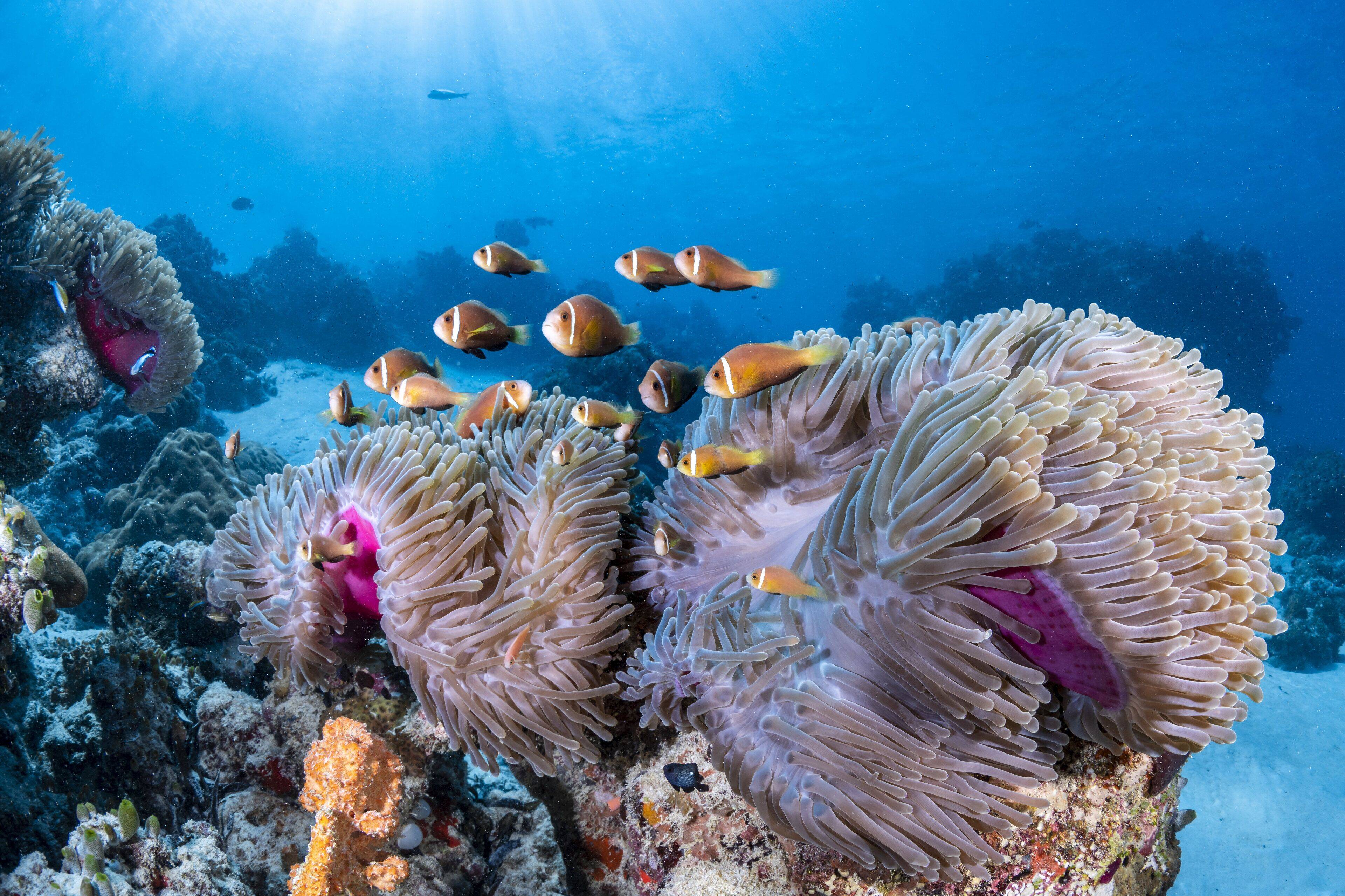 COMO Maalifushi en Maldivas