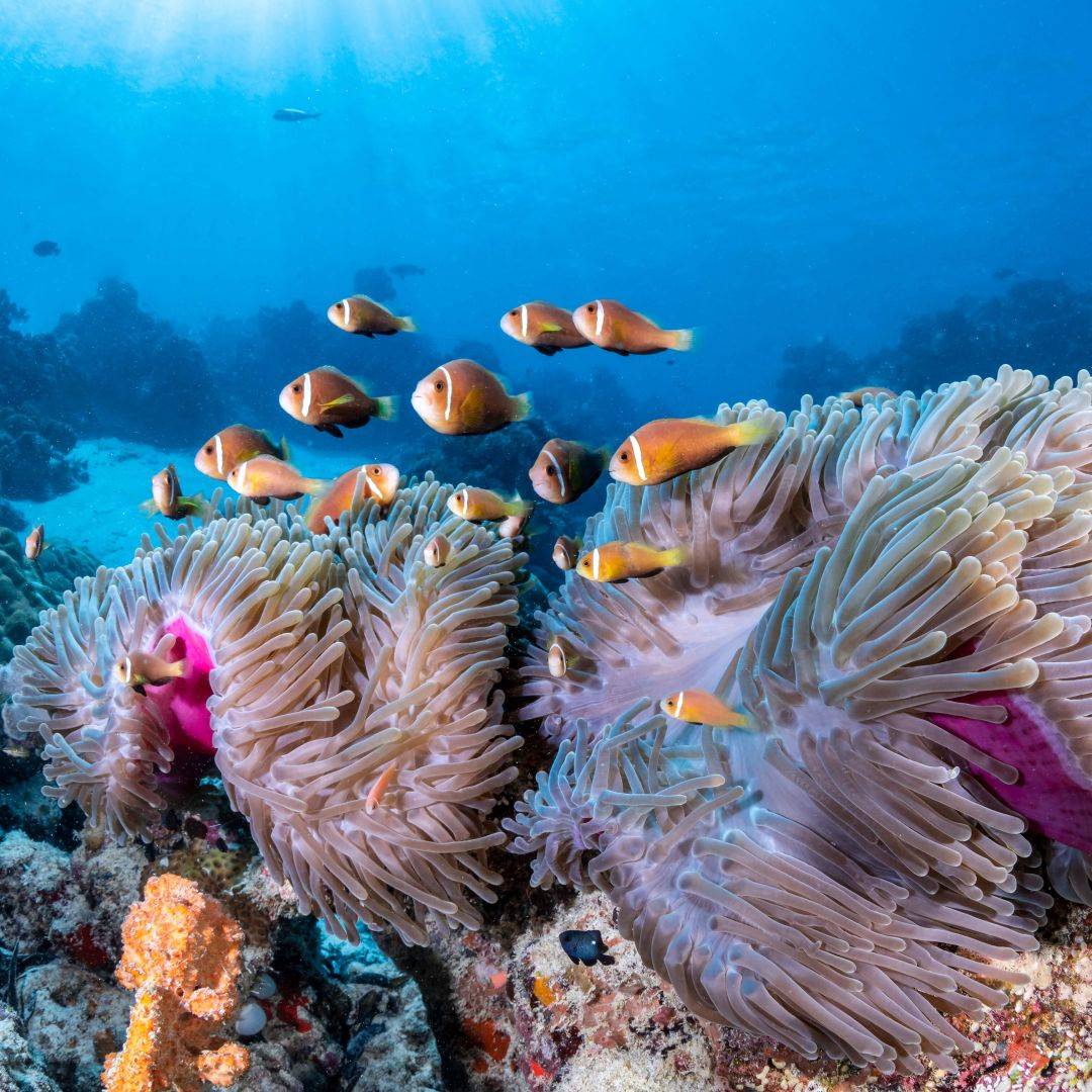 COMO Maalifushi en Maldivas