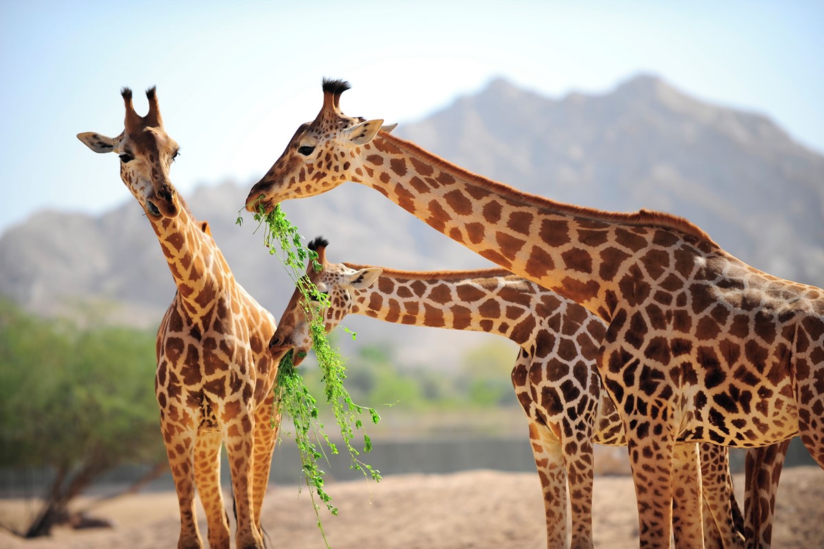 Novotel Nairobi Westlands