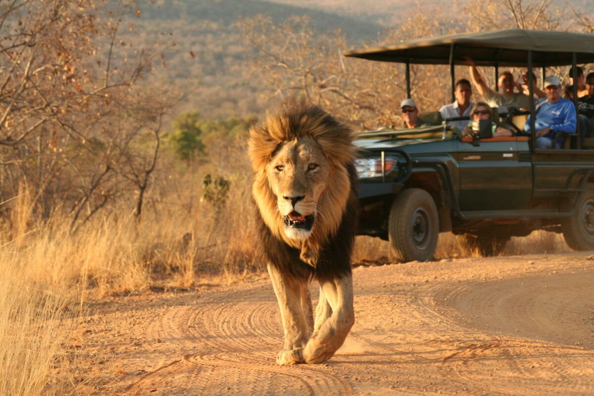 Tshwene Lodge en South Africa