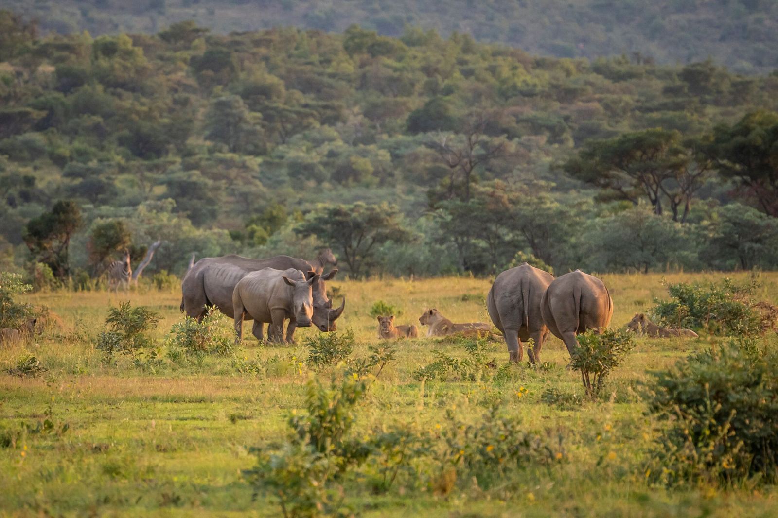 Tshwene Lodge en South Africa