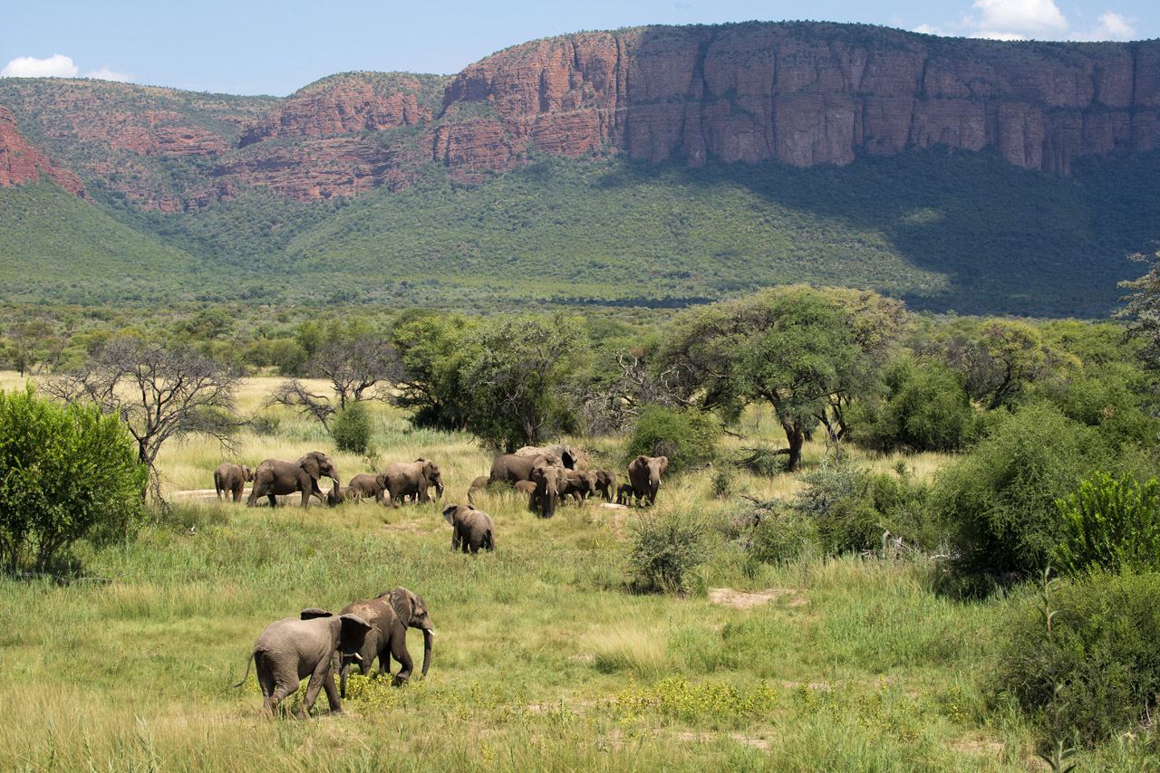 Tshwene Lodge en South Africa