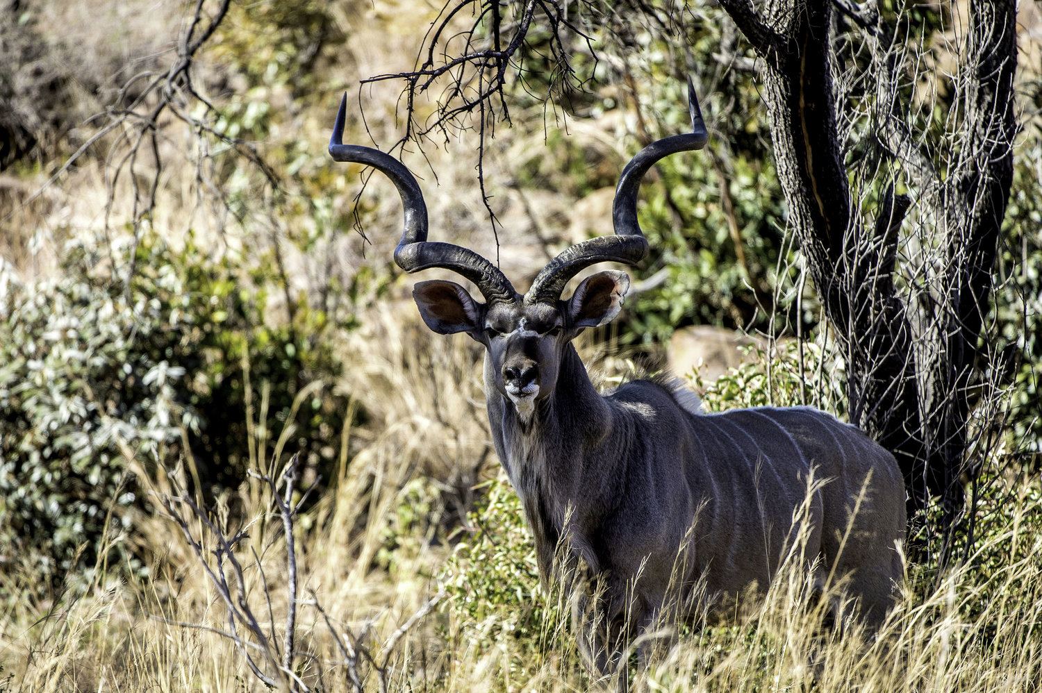 Tshwene Lodge en South Africa