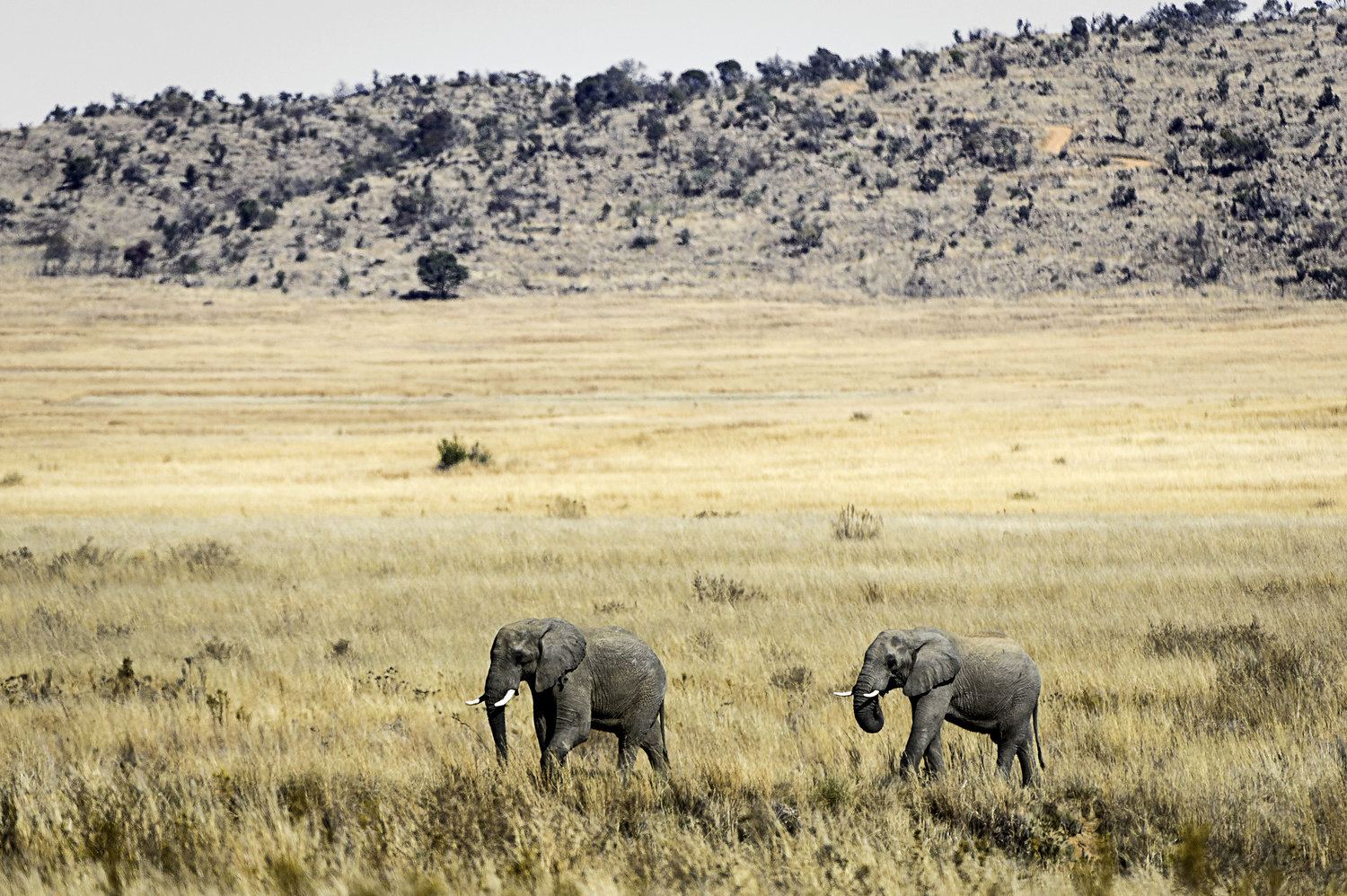 Tshwene Lodge en South Africa