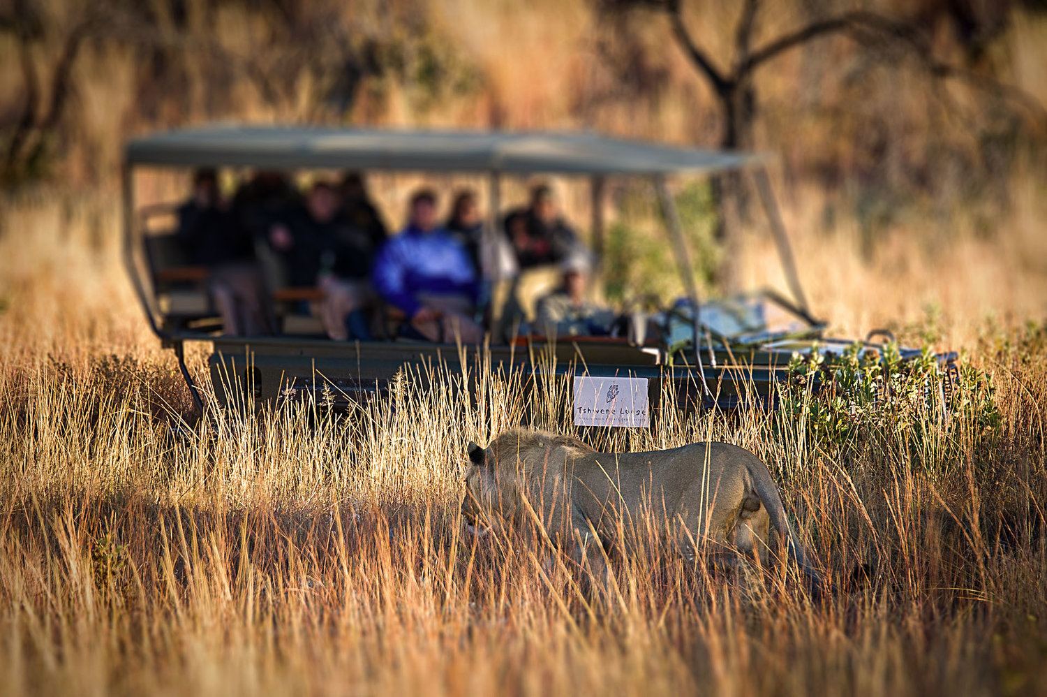 Tshwene Lodge en South Africa
