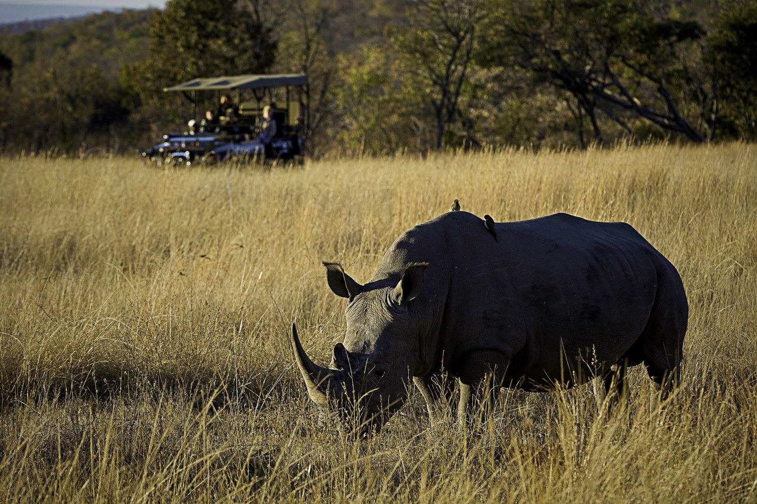 Tshwene Lodge en South Africa