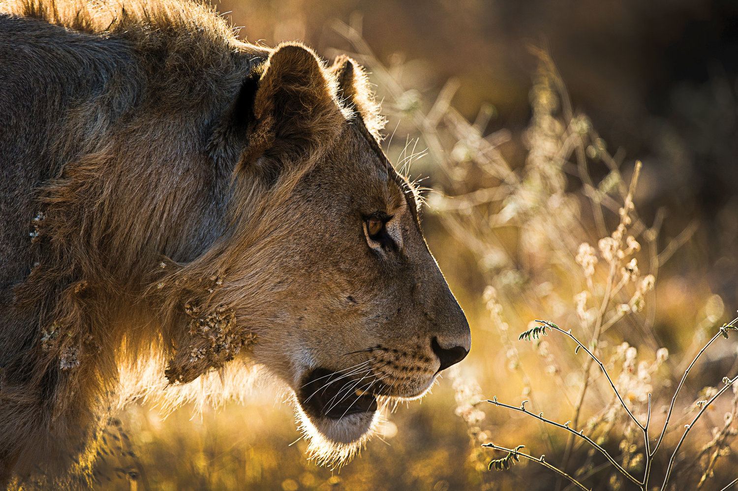 Tshwene Lodge en South Africa
