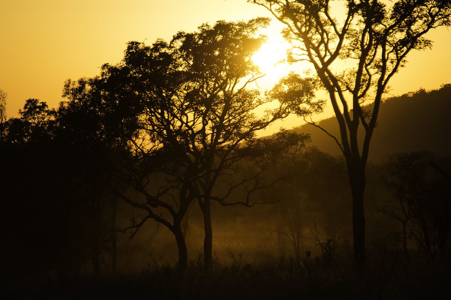 Tshwene Lodge en South Africa