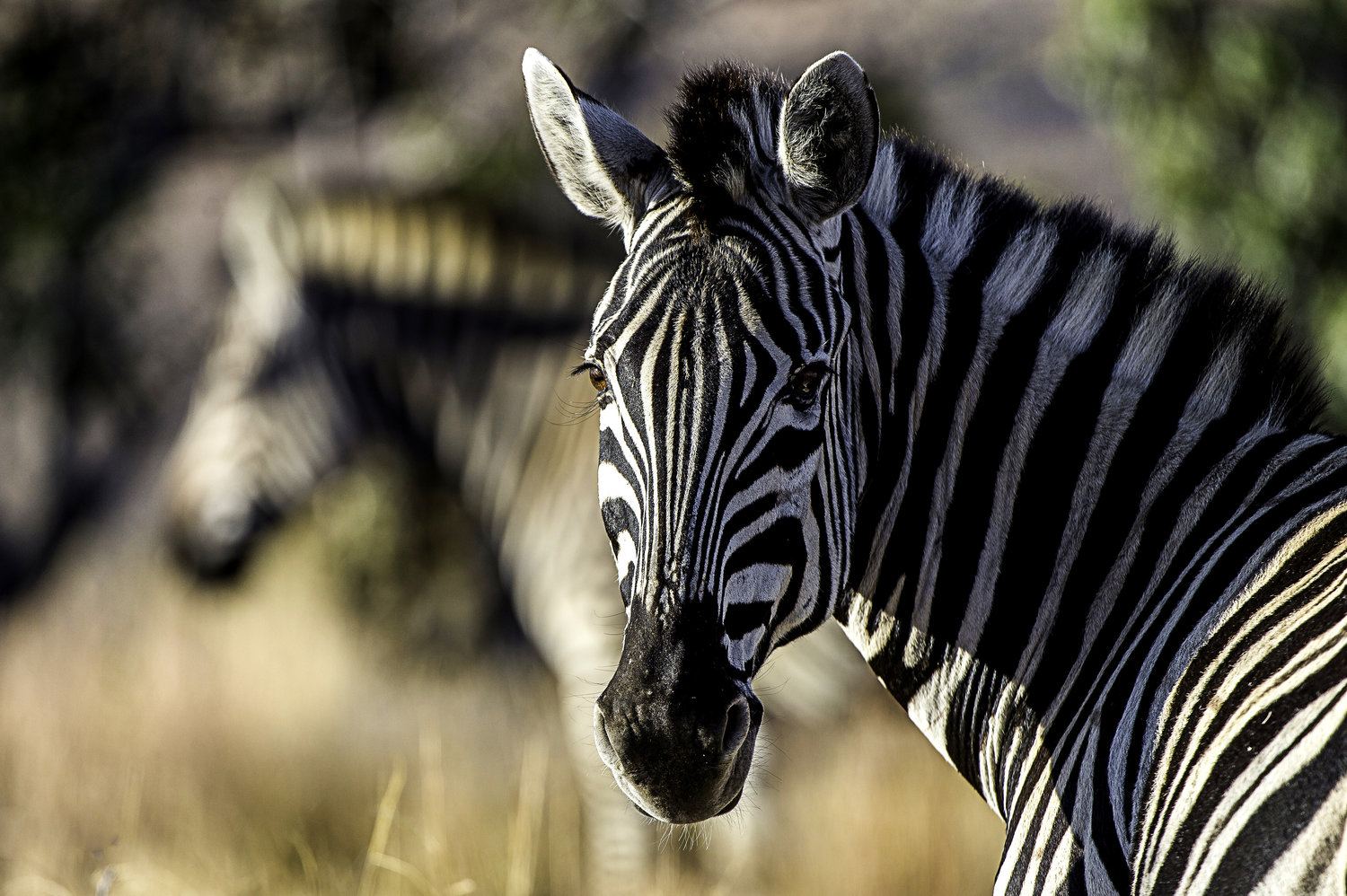 Tshwene Lodge en South Africa