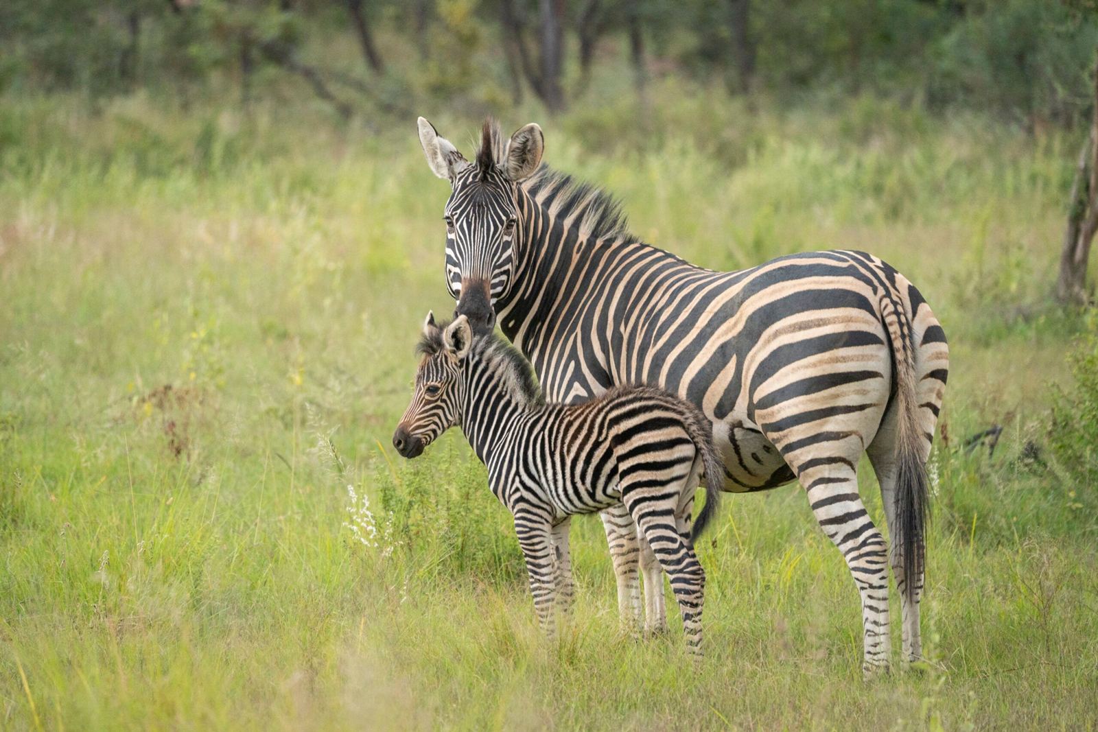 Tshwene Lodge en South Africa